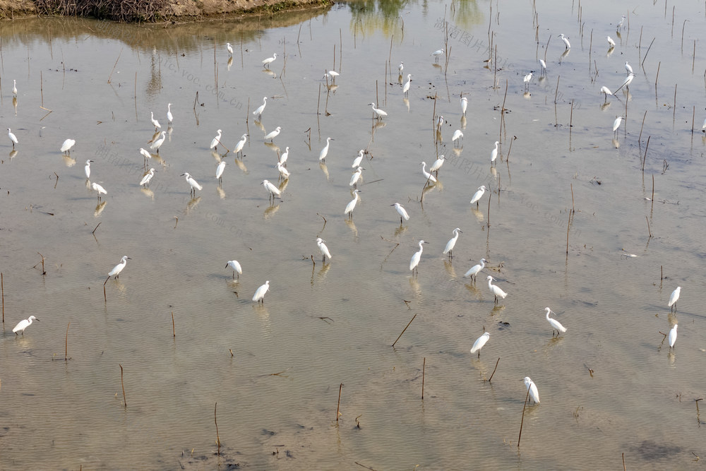 娄底 白鹭 春田 生态