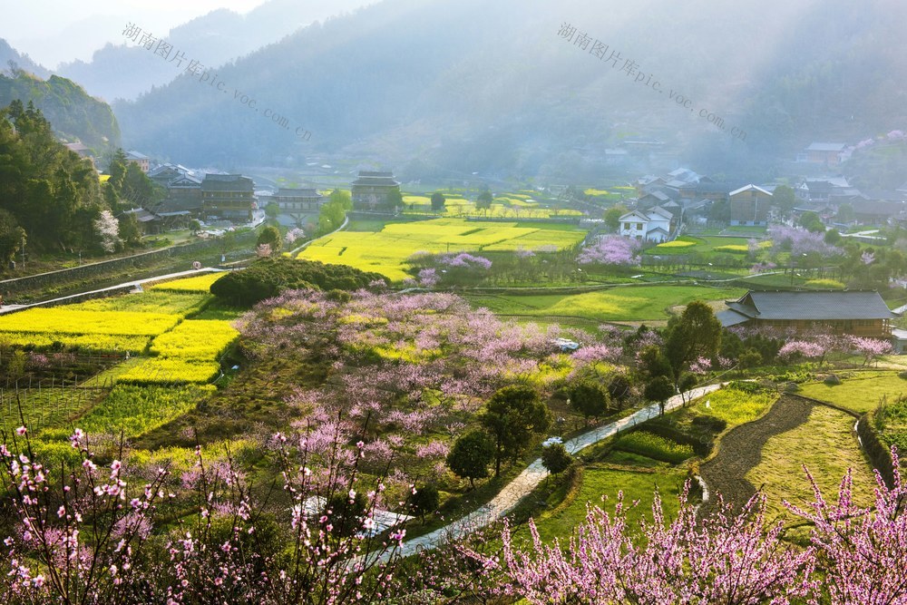 桃花  油菜花  民居