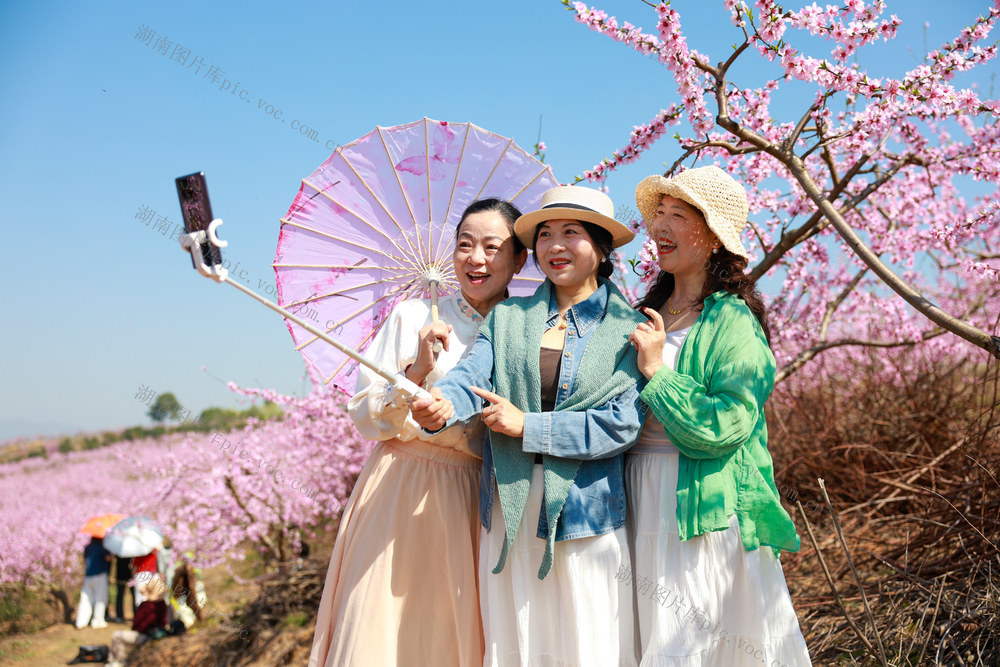 关键词：500亩桃花盛开 带动就业 丰收在望