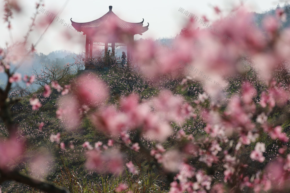 桃花 致富 旅游 春光