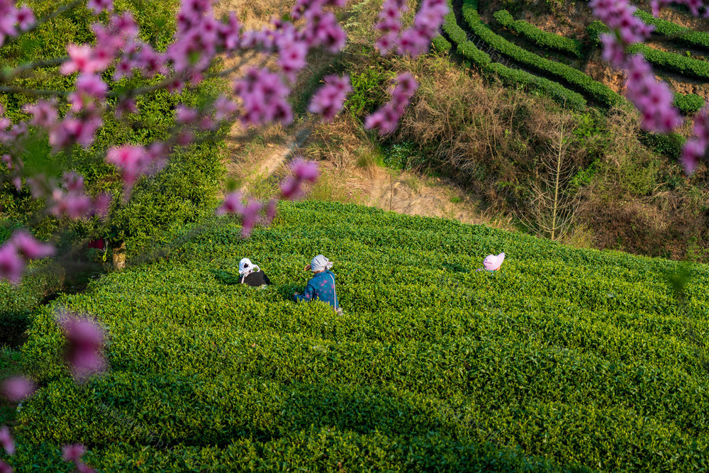 采茶 茶园 茶叶 采摘 茶农 劳动 春天 绿色 自然 健康 茶文化 农业 乡村 田园 生态 种植 茶树 茶山 九层岭茶山 春季 自然风光 田园风光