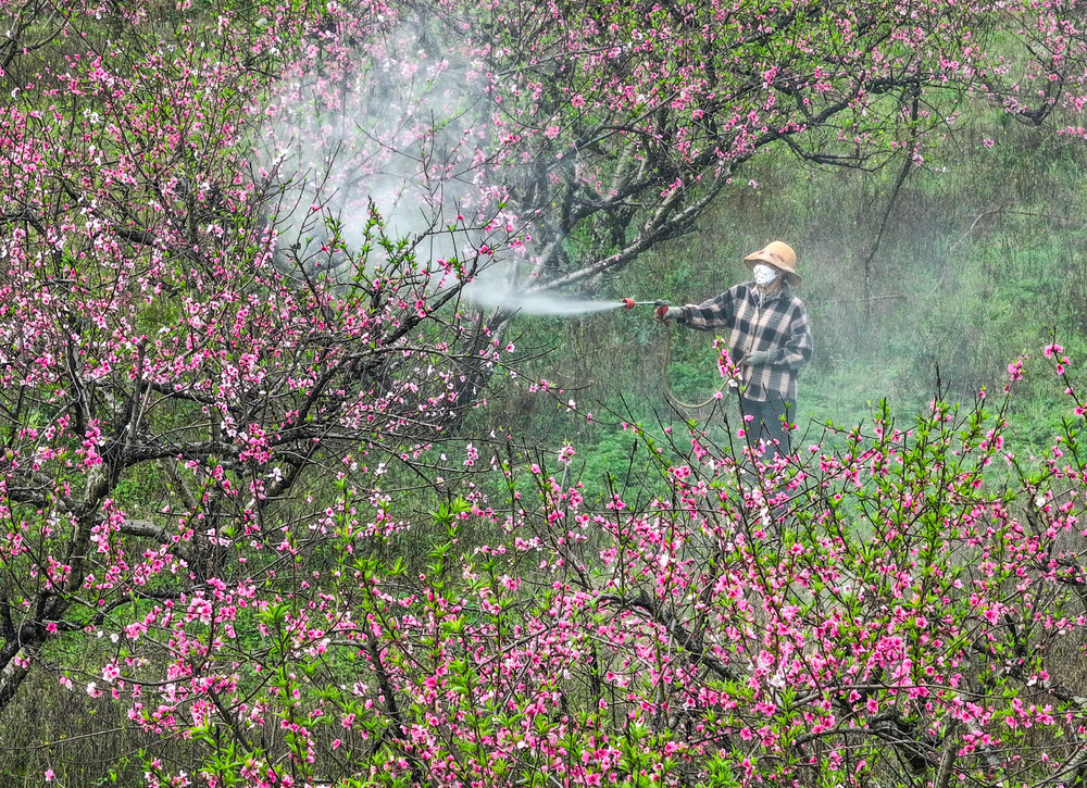 果园
管护
道县