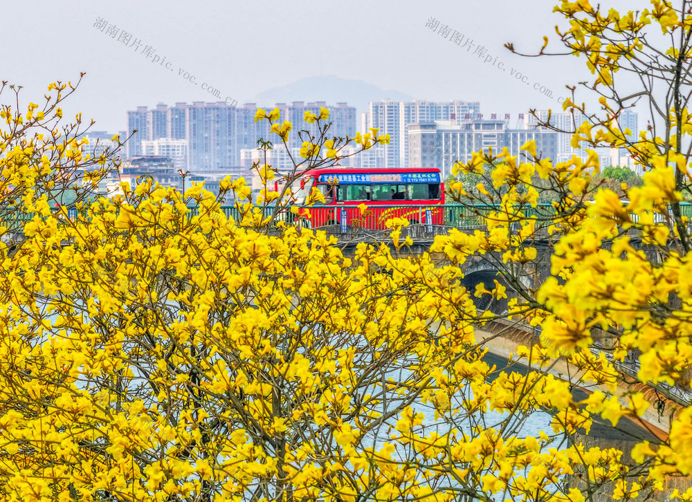 黄花风铃木
道县