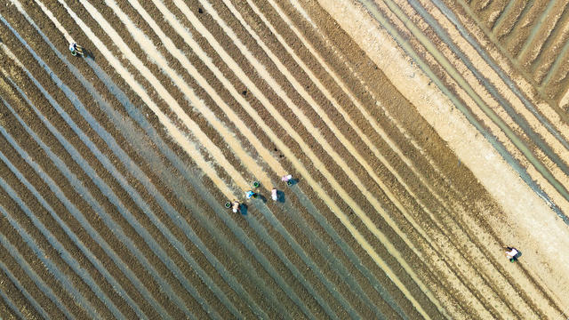 农业 玉米种植 乡村振兴 