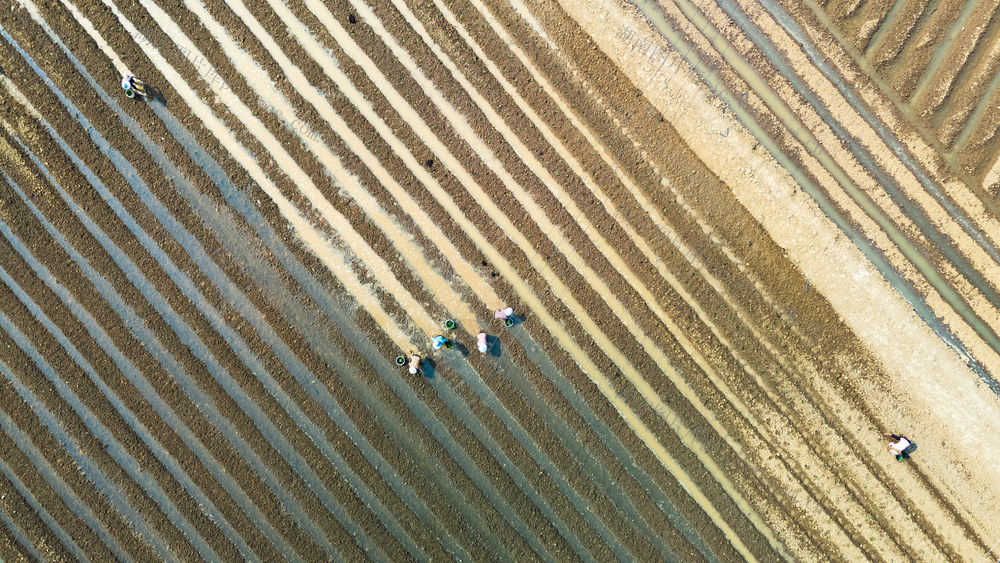 农业 玉米种植 乡村振兴 