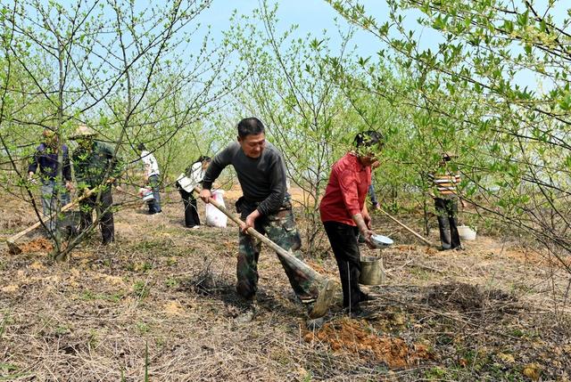 青山 荒山 树林 山苍子 务工 就业 增收 基地 农村 劳作 