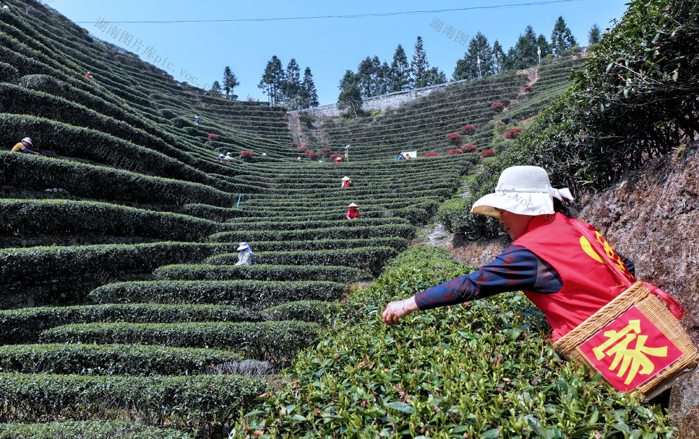 湖南桂东 春风 茶香 妙手 明前茶 乡村振兴 志愿者