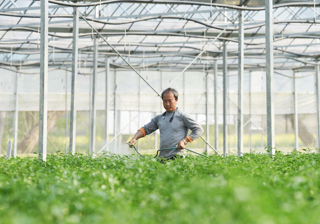 嘉禾：时令蔬菜管护忙