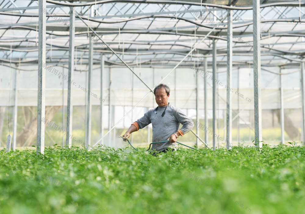 嘉禾：时令蔬菜管护忙