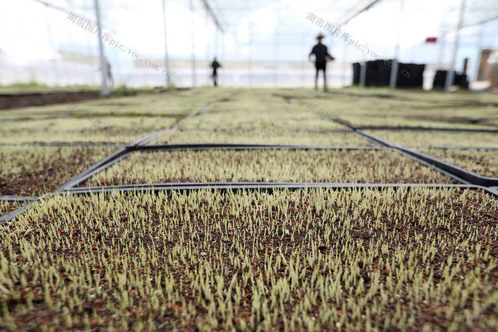 春耕备耕 农事忙 大棚育秧 农业产业 现代化农业