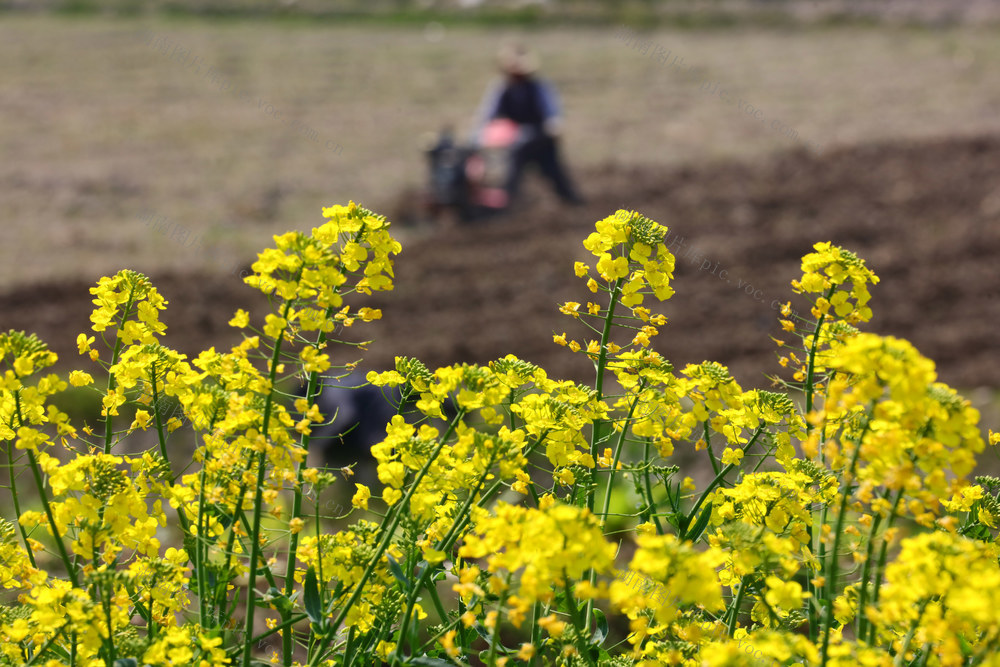湖南，湘西，春光，田间，春耕，画卷