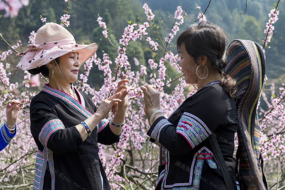 通道 侗寨 桃花 争艳 游客 赏花 观景 拍照