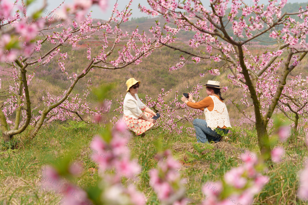 旅游 桃花盛开 花海经济 乡村振兴