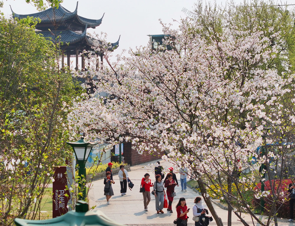 踏青 赏花 春光