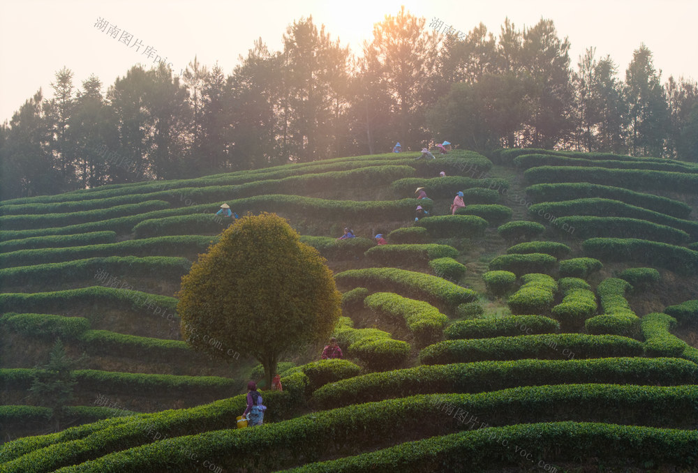 茶园 采茶 梯田 日出 清晨 茶叶 茶农 劳动 采摘 自然 农业 种植 茶山 采茶女 绿茶 茶园日出 茶山日出 明前茶 九层岭茶山 自然风光 晨曦 茶文化
