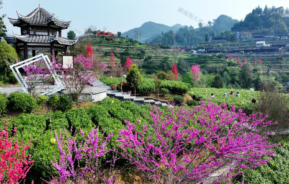 茶 茶园 花园 茶农 生态 增收