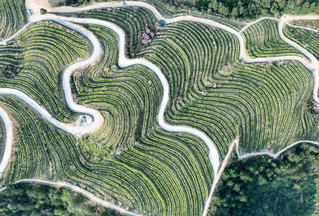 峒茶 产业 发展 人大 助力 农民增收