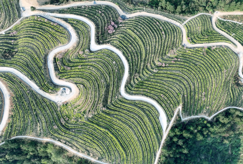 峒茶 产业 发展 人大 助力 农民增收