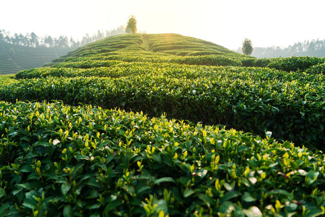 茶园
茶叶
绿色
茶山
种植园
农业
自然风光
茶文化
早晨
清新
生态
风景
茶厂
茶树
明前茶
茶园清晨