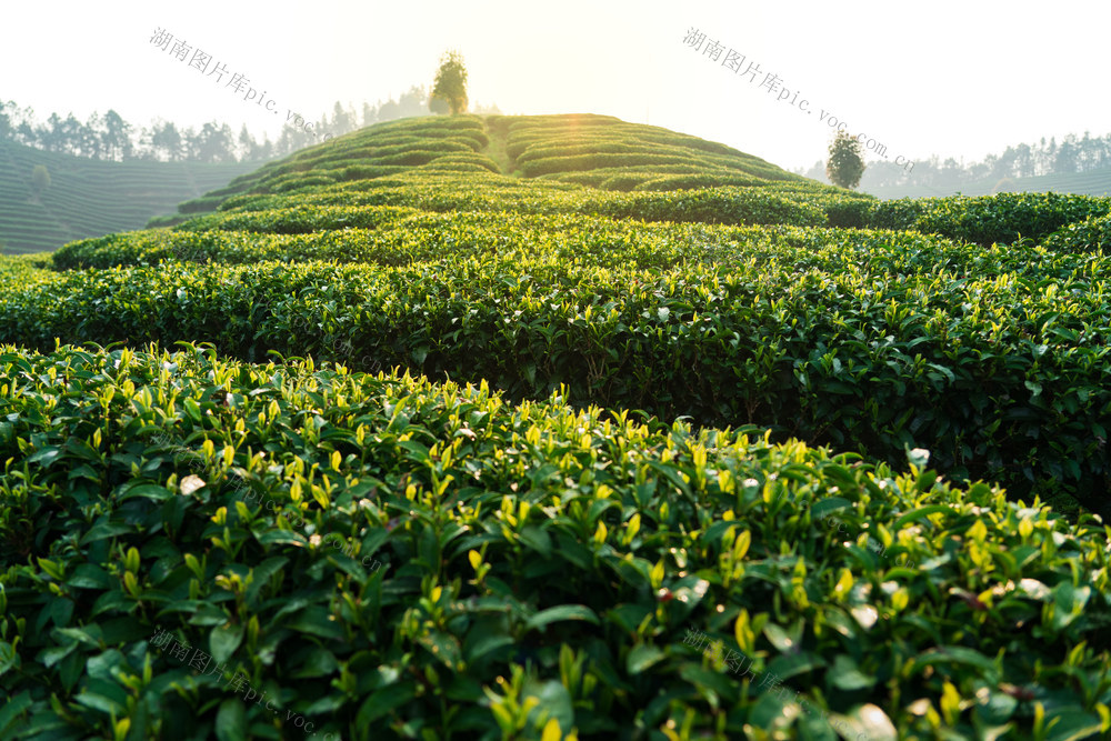 茶园
茶叶
绿色
茶山
种植园
农业
自然风光
茶文化
早晨
清新
生态
风景
茶厂
茶树
明前茶
茶园清晨