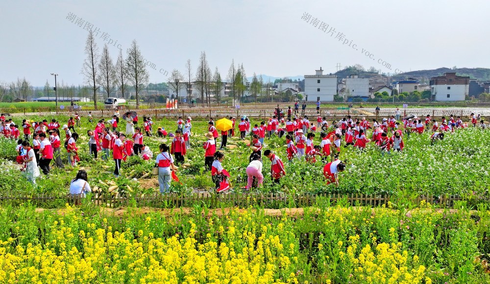 湖南  常宁  学生  劳动实践