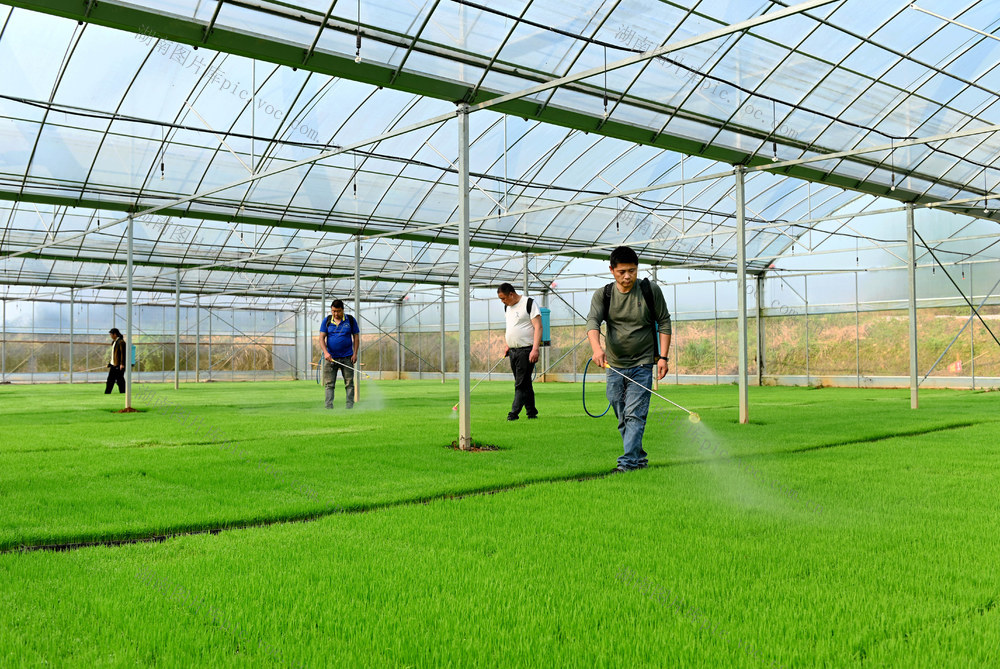 水稻，秧苗，育秧，管护，效率，质量，大棚，温室，肥料，农业  农村 农民