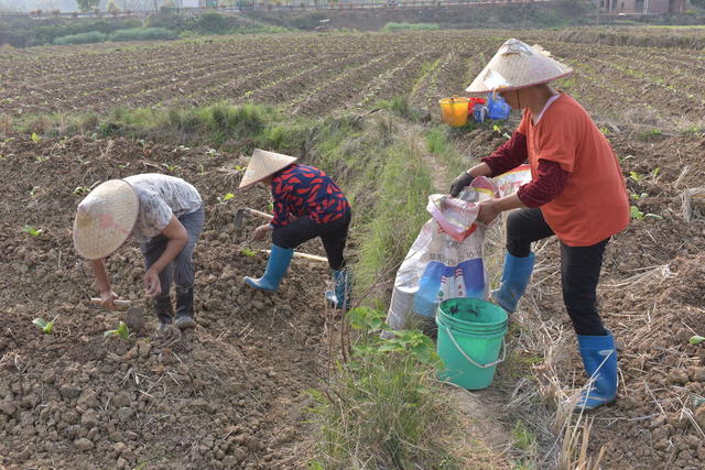 浇水   施肥  培土