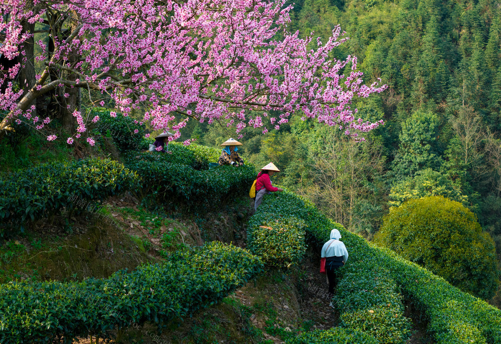 茶园 采茶 茶叶 劳动 茶农 绿色 种植 传统 田园风光 农作物 手工采摘 茶文化 农业 采摘茶叶 茶产业 农忙时节 绿色产业 茶山 采茶女 绿茶 采摘 耕作 自然 产业