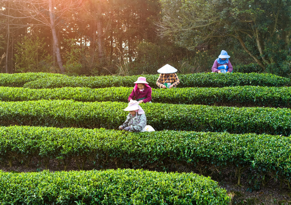 采茶 茶农 茶园 茶叶 劳动 农业 绿色 茶文化 采摘 种植 手工 自然 生态 采茶女 茶叶采摘 茶山 明前茶 绿茶 龙井茶 茶树 采茶工
