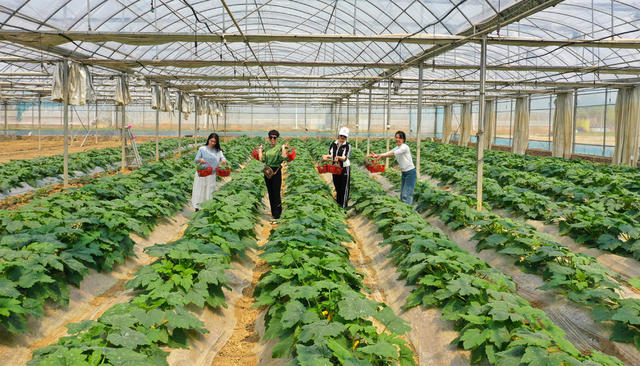 温室  大棚  蔬菜  基地  旅游   产业  农业  