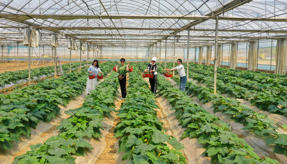 温室  大棚  蔬菜  基地  旅游   产业  农业  