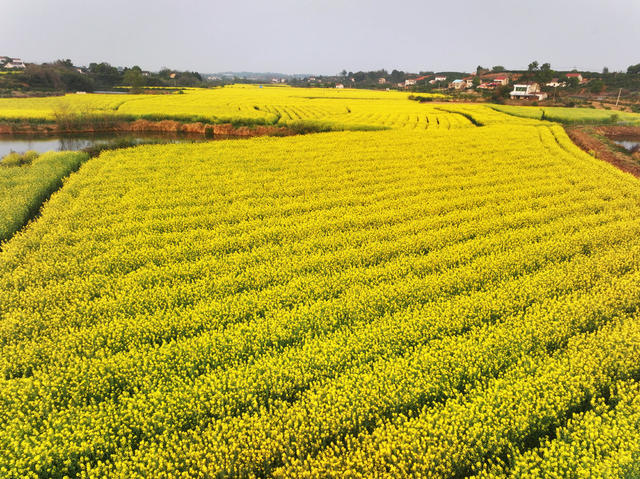 农业  丘岗  冬季农业  油菜种植  山村风景