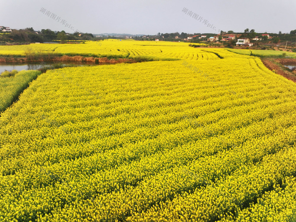 农业  丘岗  冬季农业  油菜种植  山村风景