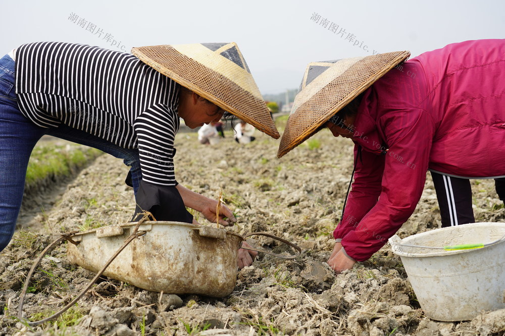3月27日，湖南省隆回县司门前镇学堂湾村村民在移植黄豆苗。近段时间，气温升高，雨量增多，正是春耕春种的关键时期，广大农民抢抓农时，积极开展覆膜、播种等春耕农事活动，处处呈现一派繁忙的春耕景象。隆回县今年大力推进黄豆、水稻、油菜、玉米等农作物种植，确保粮油稳产增收，助力乡村振兴。