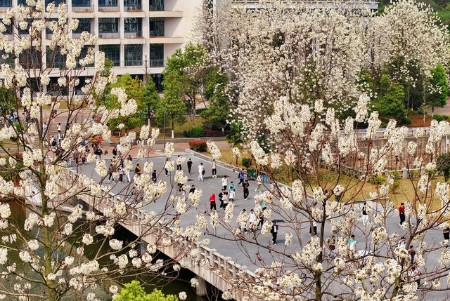 春意 大学 校园