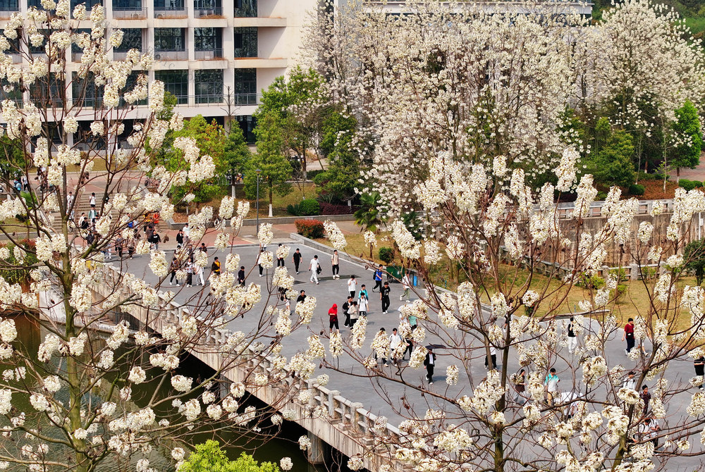 春意 大学 校园