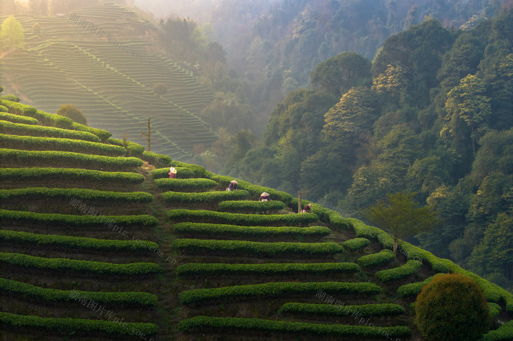 茶园 梯田 采茶女 茶叶 茶文化 山峦 绿色 采摘 劳动 农业 自然风光 清新 早晨 采茶 日出 清晨 茶农 自然 种植 茶山 绿茶 茶园日出 茶山日出 明前茶 九层岭茶山 晨曦 风景 环境