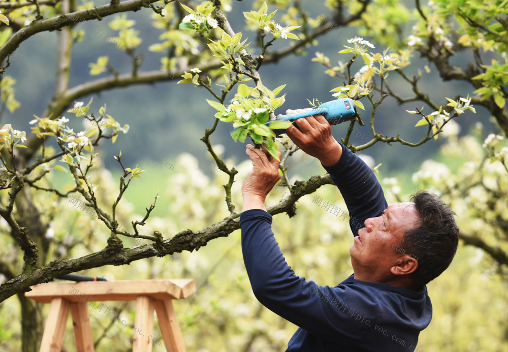 不负好春光 果树管护忙