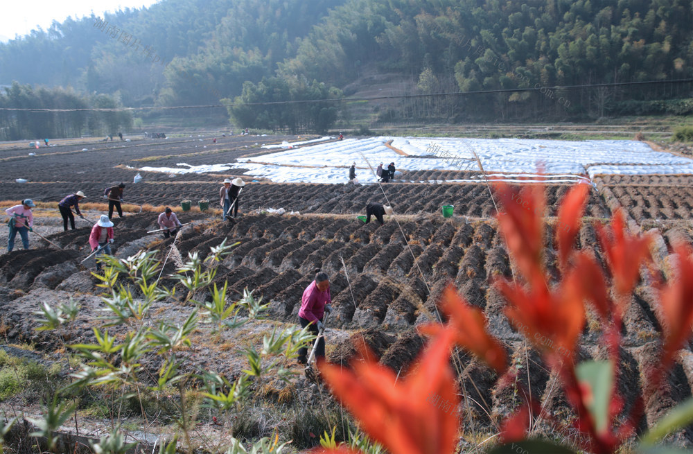 湖南桂东：“清明”时节  播种忙 村民 夏收庄稼
