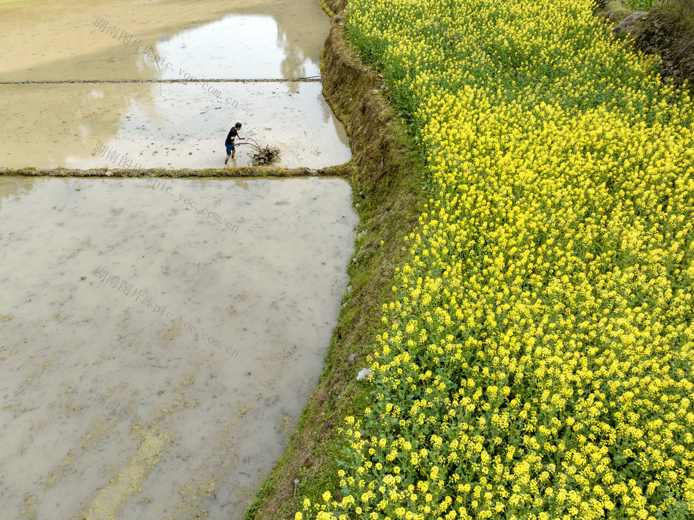 育秧  张刀村 水稻育秧