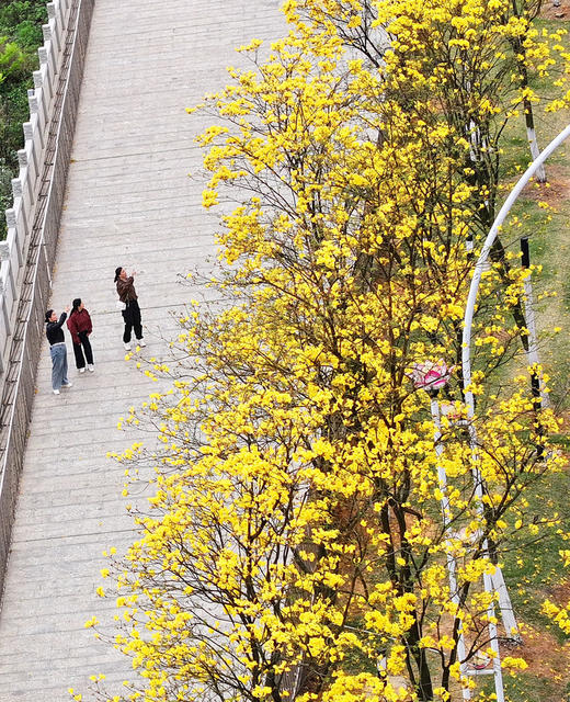 黄花风铃木 绽放