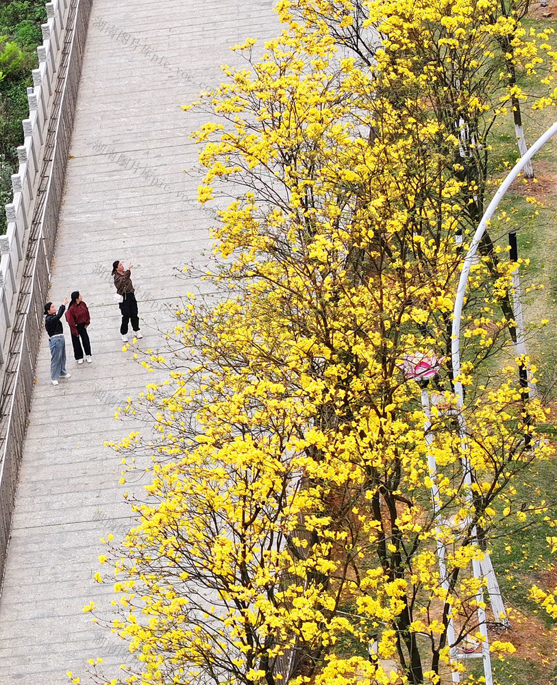黄花风铃木 绽放