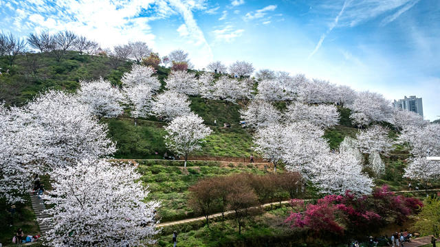 春天  樱花  晚安家居文化园 