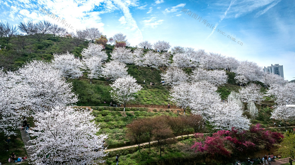 春天  樱花  晚安家居文化园 