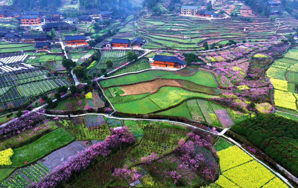 樱花，旅游，乡村，新农村