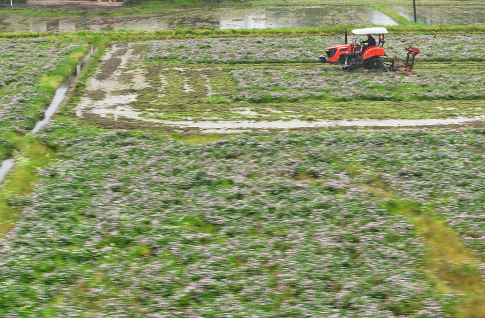 早稻 育秧 春耕 生产