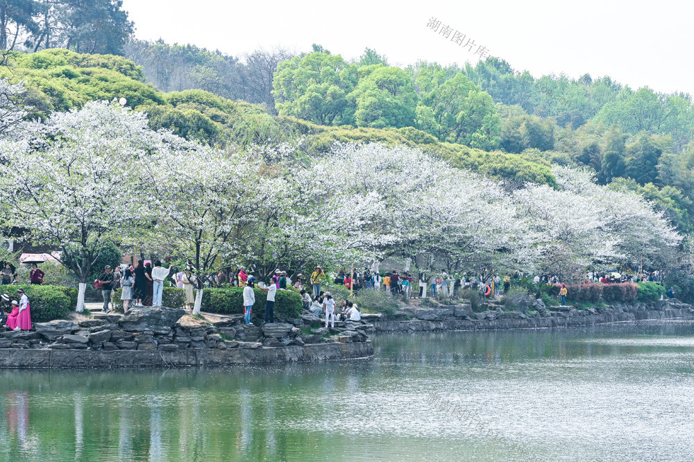 春天 樱花 植物园 文旅 赏花 花