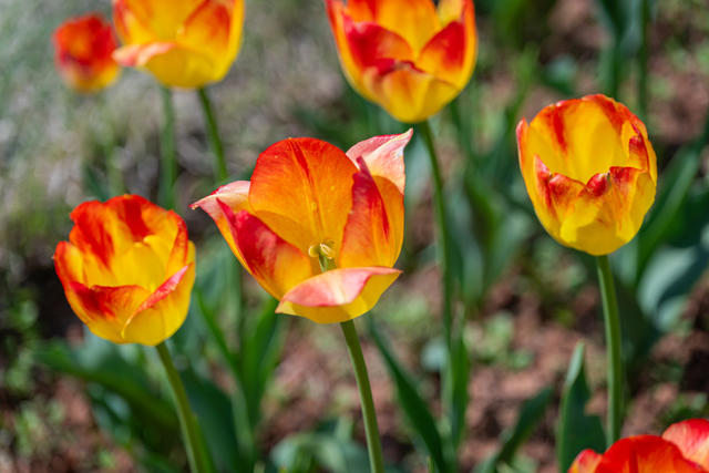 春天  植物园  阳光  郁金香