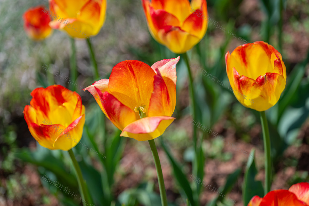 春天  植物园  阳光  郁金香