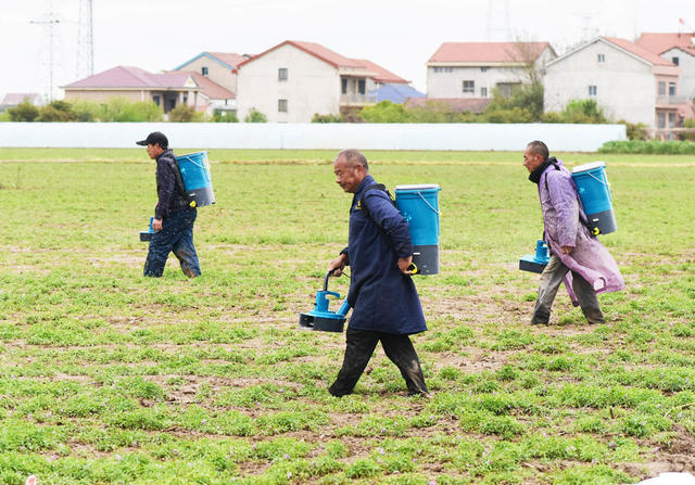 农业  药材种植  春雨  元胡  施肥